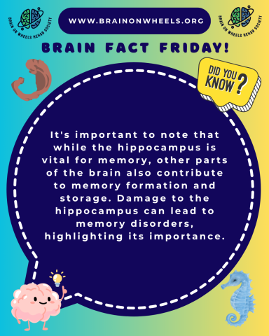 Brain Fact Friday