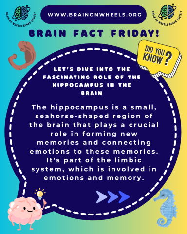Brain Fact Friday