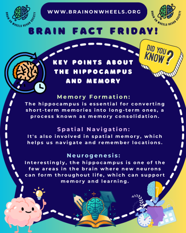 Brain Fact Friday