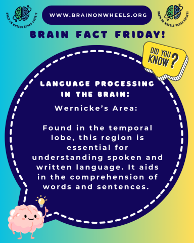 Brain Fact Friday